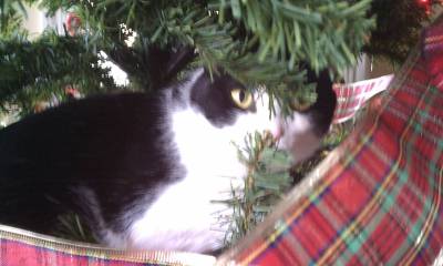 Schroeder in tree